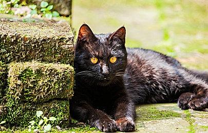 EA CEO将人工智能比作是工业革命 游戏行业大受裨益